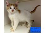 Adopt CJ a Domestic Short Hair