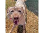 Adopt Clint Eastwood a Australian Shepherd