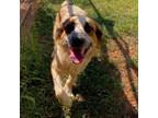 Adopt John Wayne a Australian Shepherd
