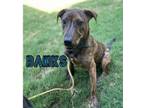 Adopt Banks a Labrador Retriever, Mixed Breed