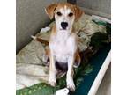 Adopt Jimmy a Retriever, Mixed Breed