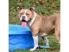 Adopt Hubba Bubba a Staffordshire Bull Terrier