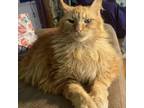 Adopt Brother a Domestic Long Hair