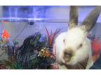 Adopt Si a Bunny Rabbit