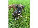 Adopt Dean a Mixed Breed