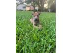 Adopt Rand a Mixed Breed