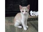 Adopt Lincoln a Domestic Short Hair