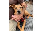 Adopt Dakota a German Pinscher, Coonhound