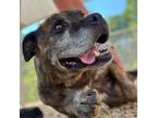 Adopt Winston a Boxer, Mixed Breed