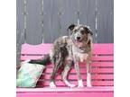 Adopt Grover a Australian Shepherd