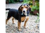 Adopt Briggs a Beagle