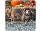 Adopt Circus a Beagle