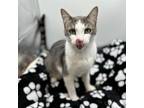 Adopt Odyssey--In Foster a Domestic Short Hair