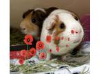 Adopt Hugo (bonded w Gus) a Guinea Pig