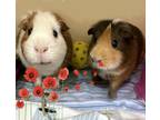 Adopt Gus (bonded w/Hugo) a Guinea Pig
