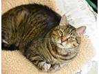Adopt Baby a Domestic Short Hair
