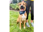 Adopt Boaz SCAS a Retriever, Black Mouth Cur