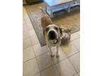 Adopt Simon Senior NJ a Labrador Retriever, Terrier