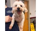 Adopt Tip-Toes (In Foster) a Terrier, Mixed Breed