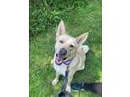 Adopt Yogi a German Shepherd Dog, Akita