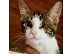 Adopt Alias a Domestic Short Hair