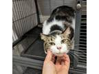 Adopt Esconer a Domestic Short Hair