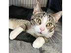 Adopt Champ a Domestic Short Hair