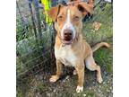 Adopt Jordan a Mixed Breed