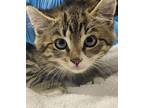 Adopt Ice Giant a Domestic Short Hair
