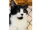 Adopt Cottontail a Domestic Short Hair