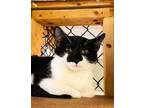 Adopt Hopscotch a Domestic Short Hair