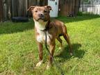 Adopt Earnest (Ivan) a Dachshund, Pit Bull Terrier