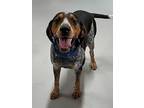 Adopt Blue a Bluetick Coonhound