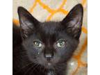 Adopt Josh a Domestic Short Hair