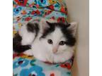 Adopt Moo Moo a Domestic Medium Hair