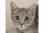 Adopt Anchovy a Domestic Short Hair