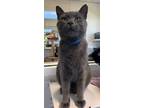 Adopt Freddie a Domestic Short Hair