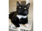 Adopt Salem a Domestic Short Hair
