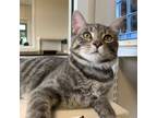 Adopt Tobias a Domestic Short Hair