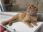 Adopt Ravioli a Domestic Short Hair