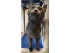 Adopt Georgie a Domestic Short Hair