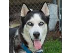 Adopt Joker a Husky