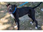 Adopt Skunk a Mixed Breed