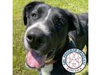 Adopt Obie a Smooth Collie