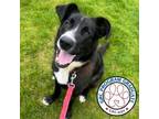 Adopt Brooks a Black Labrador Retriever