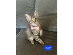 Adopt Ralph a Domestic Short Hair