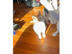Adopt Roland a Domestic Short Hair