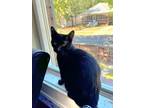 Adopt Moira a Domestic Short Hair