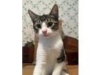 Adopt David a Domestic Short Hair