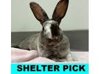Adopt Oakey a Rex, Bunny Rabbit